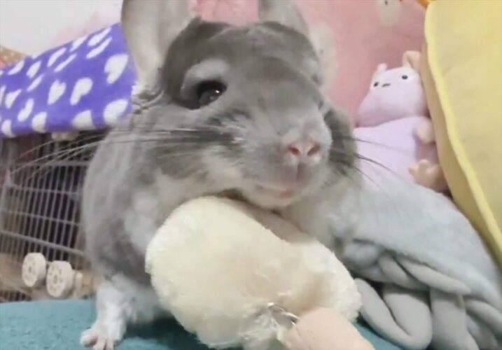 「あっ、もう結構です」チンチラをブラッシングしていたら・・不意にストップをかけられた！？