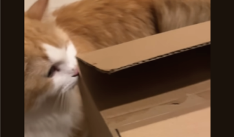 開封動画を撮ろうと思ったら・・。箱にネコが乗ってしまい・・、その後の展開にビックリ！！【海外・動画】