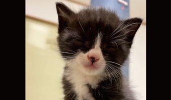 胸の上で寝落ちする子猫がかわいすぎると話題に「だめだ・・・一緒に目が閉じちゃう」「お座りしたまま寝落ちしててかわいい」