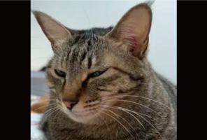 看病してくれている？体調が悪いので寝ていたら・・ネコたちが乗っかりに来た！！「温めに来てくれたんですね」「羨ましい光景」