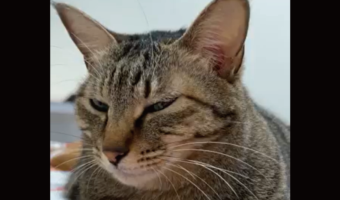 看病してくれている?体調が悪いので寝ていたら・・ネコたちが乗っかりに来た!!「温めに来てくれたんですね」「羨ましい光景」