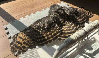 フクロウはひなたぼっこ中!のびのび翼を広げる姿が話題に!「広がるとこんなに大きいんですね」「飛行機みたい」