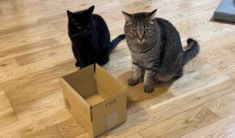 箱が小さいと主張？不満顔のネコたちに反響「やってみないで諦めるな！」「みちぃっって詰まって欲しかった」