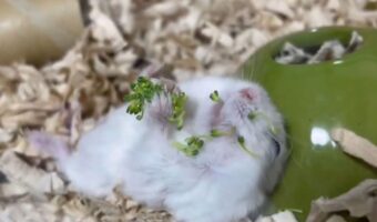 顔にこぼれても気にしない!仰向けになってブロッコリーをもぐもぐし続けるハムスターに反響「自由に食べてね」「やる気が全くない私の日曜日をみてるみたい」