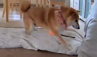 甘え方がかわいい柴犬に反響「抱きしめずにはいられない」「どこでそんな甘え方を覚えてくるの?」