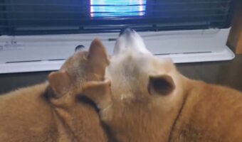 ストーブ前で寄り添っている柴犬たち。暖を取る様子が話題に「かわいいおしくらまんじゅう」「ストーブの取り合い?」