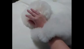 飼い主さんの腕をぎゅ~っ!全力で抱き着くトイプードルがかわいすぎる!「幸せな縦四方固め」「アフロが揺れとる」