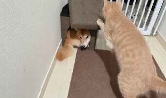 ネコの逃げ場所のはずが・・。ペットハウスに潜り込んだ柴犬の姿に「もっと大きいのが欲しいワン」