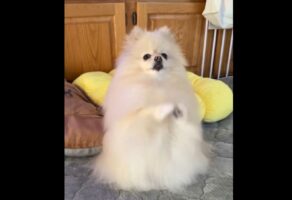 おててを合わせてホイホイしていたポメラニアンは・・、肉球のにおいが気になった？