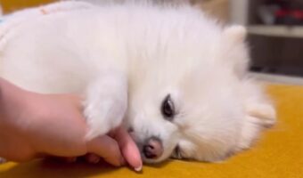 ナデナデするのは、あごじゃなくておなか！手を掴んで撫でてほしい場所に誘導するポメラニアンにビックリ！「自己主張出来るいい子ね」