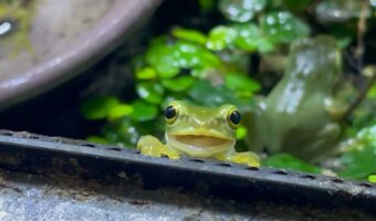 目が合ったカエルが・・笑ってくれた！？まさかのワンシーンがかわいすぎると話題に「見てるこっちも笑顔になる」「カメラ目線もバッチリ」