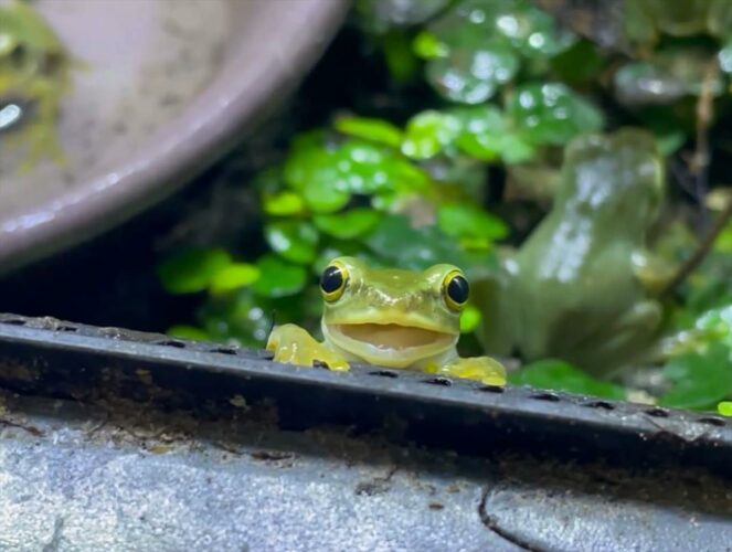 目が合ったカエルが・・笑ってくれた！？まさかのワンシーンがかわいすぎると話題に「見てるこっちも笑顔になる」「カメラ目線もバッチリ」