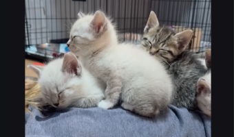 うつ伏せから起き上がれなくなった女性。その背中には・・子猫が5匹！？【アメリカ・動画】
