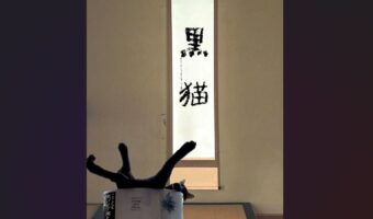 黒猫がお生花のようだと話題に!「伸び伸びとした枝ぶりが味わい深い」「芸術の秋ですね」