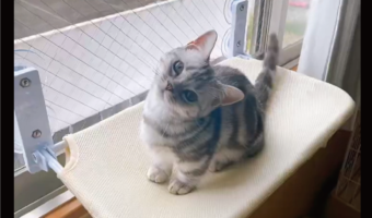 小首をかしげるマンチカンがかわいすぎると話題に！「かわいいそぶりにメロメロですね」