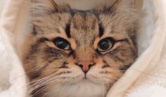 頭にあくびのスイッチが?頭をなでた瞬間とあくびをしたネコに「伝染しそう」「お耳が出てくるのがたまらん」