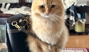 出かけようとしたタイミングでネコがまさかのイタズラ！？「一緒にお出かけしたかっただけにゃ」「怪盗キャット堂々と参上」