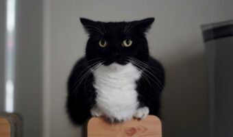 大人気ネコ『うに』くんがフクロウになっちゃった!?見間違えする姿が話題に!