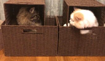 「これは我が家のネコネコホイホイ」カゴの中に入りに行くネコたちがかわいすぎる