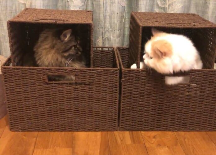 「これは我が家のネコネコホイホイ」カゴの中に入りに行くネコたちがかわいすぎる