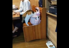 リュックに入ろうとしたらネコ。オモチャが入っているのに気が付くと・・ポイッ！器用なその行動に「想像の何倍も勢いよくポイッしてました」「器用すぎます」