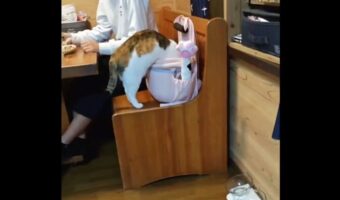 リュックに入ろうとしたらネコ。オモチャが入っているのに気が付くと・・ポイッ！器用なその行動に「想像の何倍も勢いよくポイッしてました」「器用すぎます」