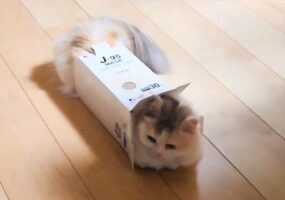 体が大きくなってもまだまだ入れる！箱に入るミヌエットに反響「こういうことするのが好きですよね」