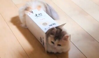 体が大きくなってもまだまだ入れる！箱に入るミヌエットに反響「こういうことするのが好きですよね」