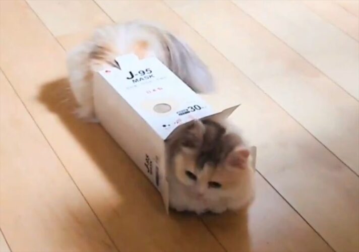 体が大きくなってもまだまだ入れる！箱に入るミヌエットに反響「こういうことするのが好きですよね」