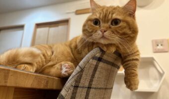 暖房をつけたら動かなくなったマンチカンに反響「人間味を感じる」「暖かい場所を知ってるんですね」