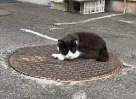 温泉排水が流れているのでポカポカ！別府のマンホールの上でお昼寝するネコが話題に「あったかいとこ見つける天才」