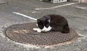 温泉排水が流れているのでポカポカ!別府のマンホールの上でお昼寝するネコが話題に「あったかいとこ見つける天才」