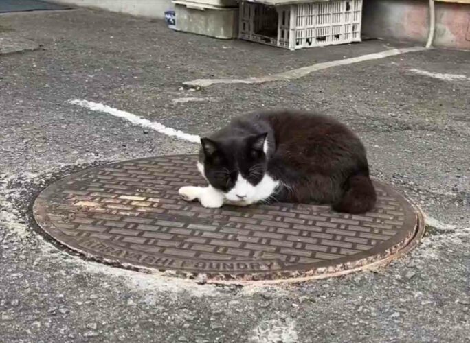 温泉排水が流れているのでポカポカ！別府のマンホールの上でお昼寝するネコが話題に「あったかいとこ見つける天才」