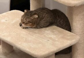 キャットタワーでくつろぐマンチカン。その姿が学校の机で寝てる子供みたいだと話題に！「こんな子いました」「授業中の居眠りだニャンね〜」