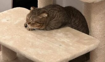 キャットタワーでくつろぐマンチカン。その姿が学校の机で寝てる子供みたいだと話題に！「こんな子いました」「授業中の居眠りだニャンね〜」
