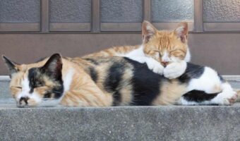 こっちまで眠くなってくる・・。くっついて眠るネコたちに反響!「お互いにあたたかいにゃ」「癒されます」