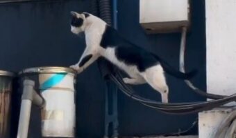 危なっかしくてハラハラ。あやうい動きで動き回るネコが話題に「時々いるよねこういう子」「いい瞬間捉えてますね」