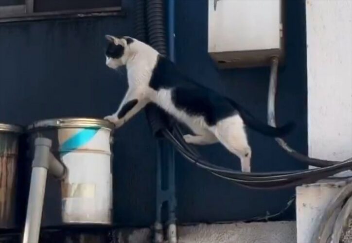 危なっかしくてハラハラ。あやうい動きで動き回るネコが話題に「時々いるよねこういう子」「いい瞬間捉えてますね」