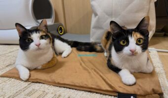 同じ姿勢でくつろいでいる！？ネコたちの反則級にかわいい姿に「出してるおてても同じだなんて」「行動も似てきましたね」