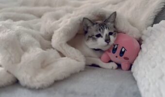 ぬいぐるみと一緒に布団にくるまるしょぼん顔のネコ。洗濯はあとにしようと飼い主さんに思わせたその光景に「同じ表情をしてる」「お友達になれてる」