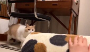 ネコがヤキモチ！？クッションに突撃するブリティッシュショートヘアに反響！「ジェラシーアタックかわいすぎます」「しばらく様子を見ているのがいじらしい」