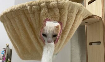 ネコが玉手箱を10回ぐらい開けた？ハンモックから顔をのぞかせる姿に「めちゃ歳をとってる」「ねこ神様が降臨、ありがたやぁ〜」