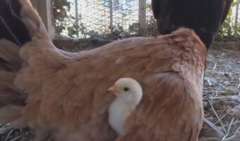 ヒヨコがひょっこり!ニワトリの羽根の下から顔を出す姿がかわいい!「フワフワからモフモフがでてきたぁ〜」「ママに守られてる感じがたまらん」