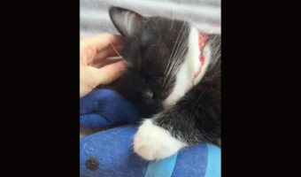 すやすや眠る大人気猫『うに』くん。その寝顔がかわいすぎると話題に「かわゆすな~癒されます」「かわいすぎる」