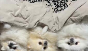 みんな同じ体勢で・・。こたつに並んで入っているポメラニアン3姉妹がかわいすぎる！