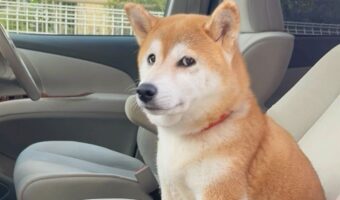 行きたい公園とは違った?心境を物語る柴犬の表情が話題に「ここじゃないというお目め」「何か不満顔ですね」