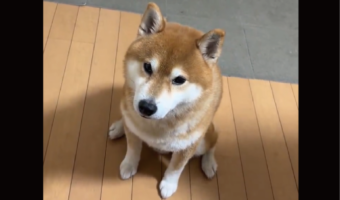 控えめなアピールがいじらしくてかわいい!撫でてほしい柴犬はお座りして・・飼い主さんをじっと見つめてる!