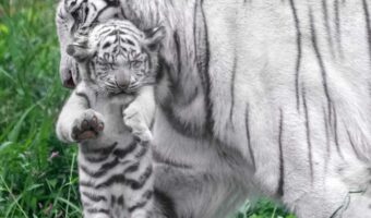 はしゃいでいたところをママに捕まったホワイトタイガーの赤ちゃん。その表情に「こんなはずじゃ・・」「しおしお顔」