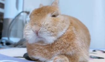 うたた寝をスマイルで誤魔化した!?ウトウトするウサギに反響