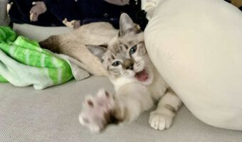 ネコがピンチ!?ゾンビから逃げているようだと話題に!「ピンチ感が出てる」「お助けぇぇぇ〜って顔してますね」